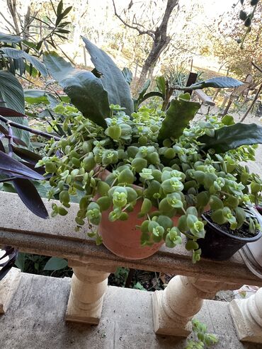 Xalçalar: Xalça -da lalafo.az — 65 Xalçalar: Xalça — 65