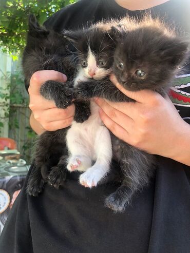 сиамские котята в дар: Котята в добрые руки.малышам немного больше месяца.котята не