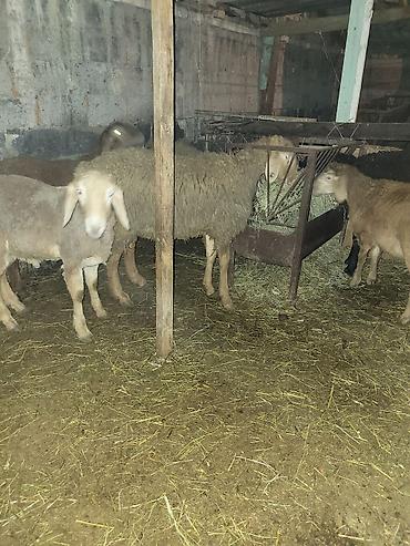 Баран, овца: Продаю | Баран (самец) | Гиссарская, Полукровка, Эдильбаевская | Для разведения — 4