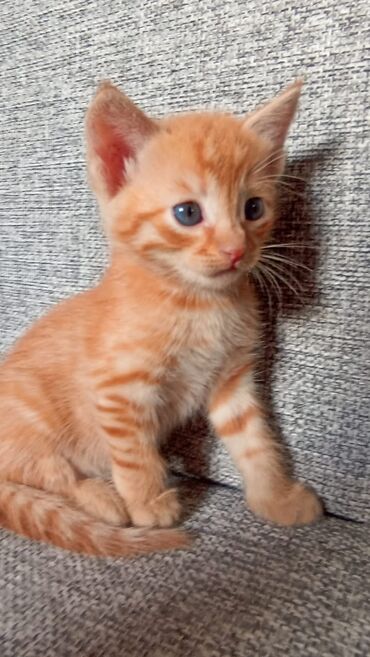 домик для котят: Кошка даром: Бенгальская, 1 месяц, Девочка, Метис