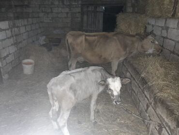 Gəmiricilər: 7-ci balasıdı 4-ay yarımlıqdı 3-aylıqda boğazdı sakit heyvandı