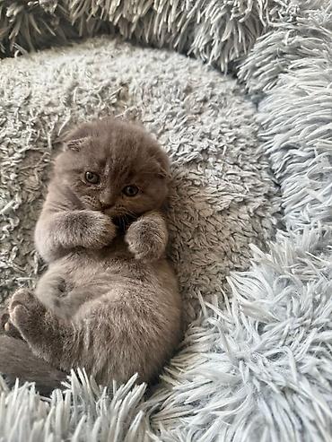 Pişiklər: Britan — 1