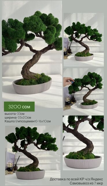 Декоративные цветы: Бонсай ручной работы из натурального стабилизированного мха от 1500 — 31