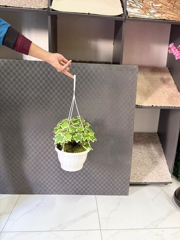 Otaq bitkiləri: Asma saksıda dekorativ yaşıl bitki - Ağ rəngli asma plastik saksı -da lalafo.az — 28 Otaq bitkiləri: Asma saksıda dekorativ yaşıl bitki - Ağ rəngli asma plastik saksı — 28