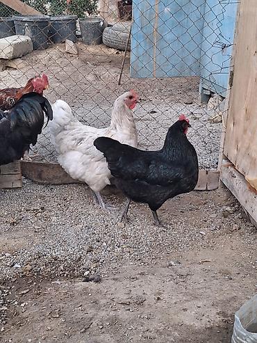 Toyuqlar: Toyuq, Australorp, Yumurtalıq — 4