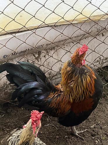 Птицы: Продаю петухов бентамки! Прошлого года! Курочек топчат и кукарекают! — 10