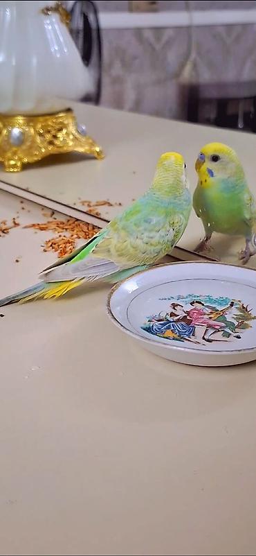 bulbul quşu haqqında məlumat: 3 aylıq sağlam erkək rainbov ələ öyrəşən vaxtıdı Xüsusiyyətlər: - — 1