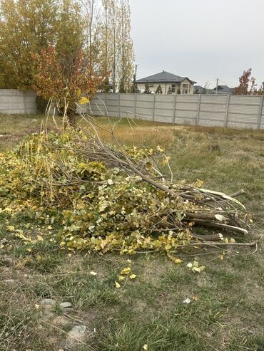 возьму породистого щенка бесплатно: Отдам даром. Ветви и обрезки древесины для хозяйственных нужд