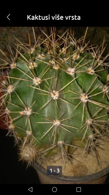 Kaktus: Kaktusi