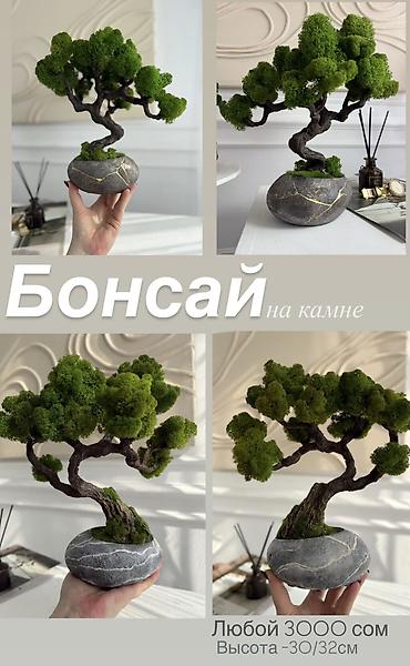 Декоративные цветы: В переводе с японского Бонсай означает «дерево, выращенное в блюде» — 47