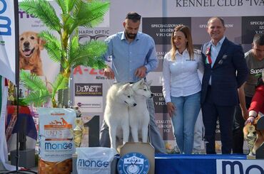 Psi: Dostupan muzjak sibirskog haskija za uzgoj ili kao ljubimac: Unreal — 8