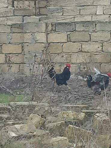 Toyuqlar: Salam xoruzlar satılır 6 aylıq xoruzlardır inkivatortdan çıxan cücələr — 6