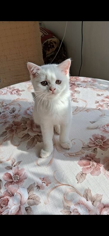 где можно купить котенка: Шотландская, Самец, Самка, В добрые руки, Бесплатная доставка, Платная доставка