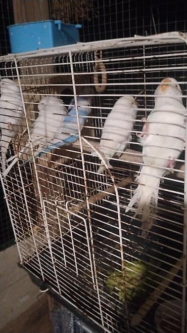bulbul qefesi: Quş qəfəsi – hündür tağlı model watsap akrivdi - Rəng: qara metal — 3
