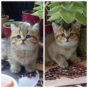 Продажа кошек: Скотиш Страйт (Шотландская прямоухая), 1 месяц, Девочка, Золотая шиншилла, Приучена к лотку