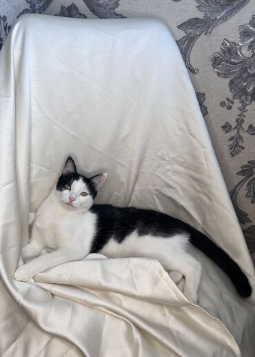 Продажа кошек: Беспородная, 9 месяцев, Мальчик, Биколор, Приучена к лотку, Проглистована, С документами — 12