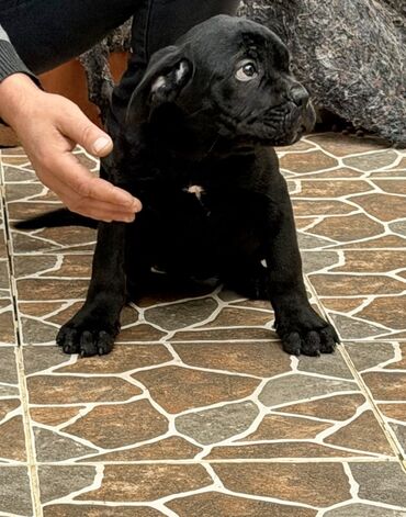 İtlər: Kane-Korso — 15