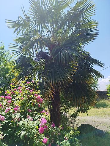 paulownia agaci: Trachycarpus fortunei (yelpənək formalı yarpaqları olan soyuğa davamlı — 1