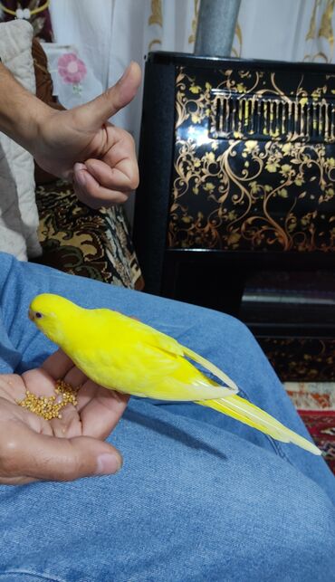 Digər quşlar: 1 aylıg qırmızı göz ələ öyrəşmiş quşdu
sumqayit — 9