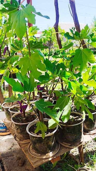 Другие комнатные растения: ✅🌱 В весенний период!!!🌱 Откроем сезон продаж саженцев инжира — пора — 12