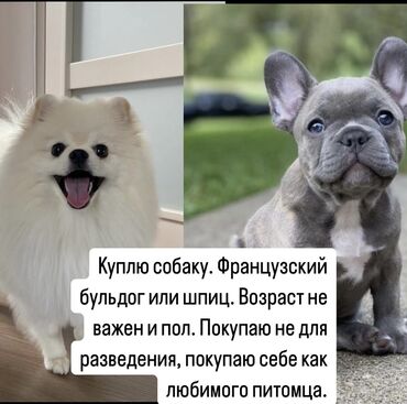 мышык сатам: Шпиц, 3 жаш, Ургаачы