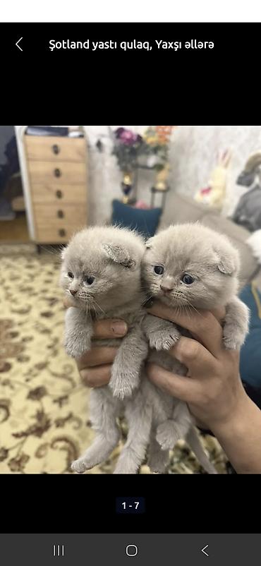 Pişiklər: Britan — 17