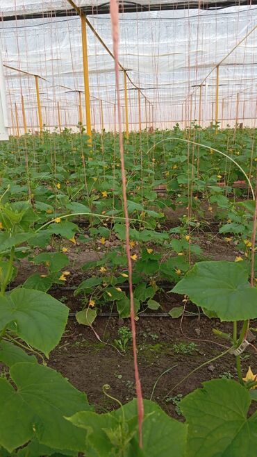 Теплицы: Теплица, предназначенная для выращивания различных — 8
