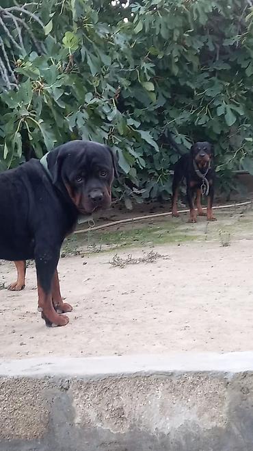 İtlər: Rotveyler, 2 ay, Erkək, Peyvəndli, Ünvandan götürmə -da lalafo.az — 24 İtlər: Rotveyler, 2 ay, Erkək, Peyvəndli, Ünvandan götürmə — 24