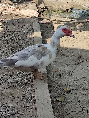 mal qara: Muscovy ördəkləri (indo-ördək) – müxtəlif rənglərdə sürü - Növ — 9
