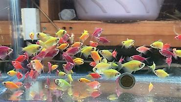 Glofish, Sülhsevər, Ünvandan götürmə, Ödənişli çatdırılma, Rayonlara çatdırılma
