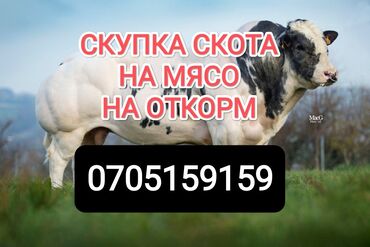 баран на продажу: Куплю | Коровы, быки, Лошади, кони, Другие с/х животные | Круглосуточно, Любое состояние, Забитый