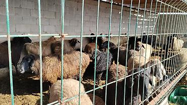 Коровы, быки: Продаю | Бык (самец) | На откорм | Привязанные — 2