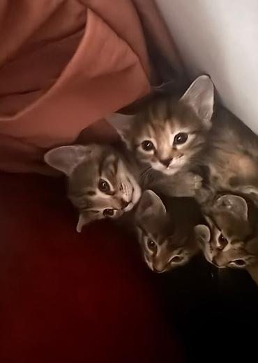 Мышыктар: 2 кошечки и 3 котика. Отдам в добрые и заботливые руки. Город Бишкек — 3
