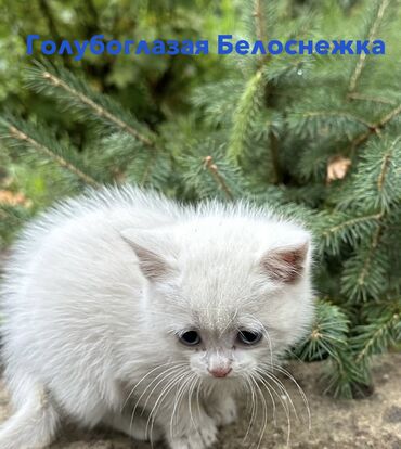 добрые руки котята: 2 айлык, Ургаачы