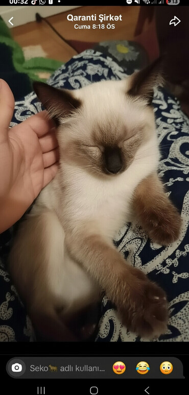 Pişiklər: Siam — 4