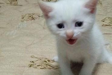 цена вислоухих котят: Шотландские котята (вислоухие и прямоухие) белого и бело-рыжего — 3