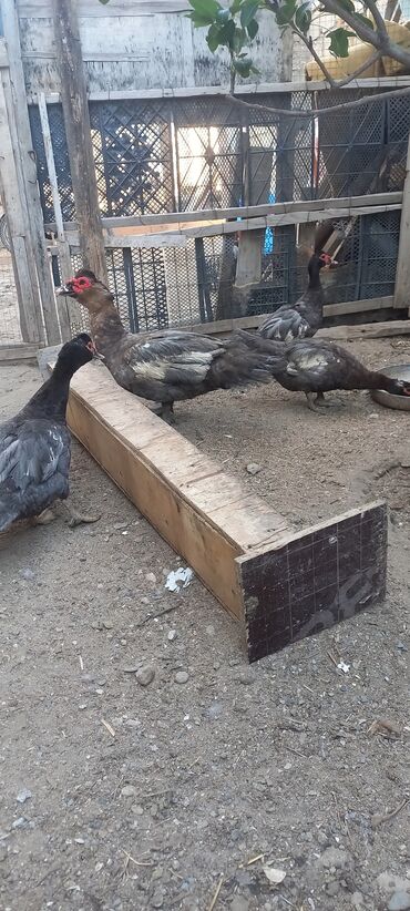 ineklerin qiymeti: Dişi, | Macar, Damazlıq, Ünvandan götürmə