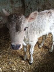 щенки охотничьих собак: Сатам | Музоо | Ангус | Көбөйтүү үчүн | Жасалма уруктандырылган