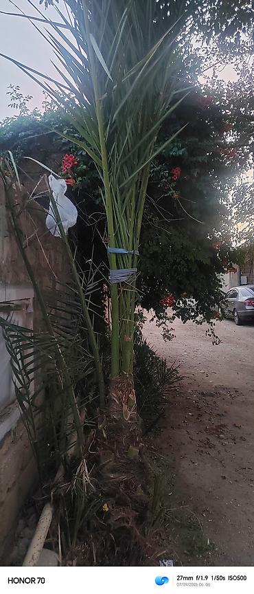 Xurma xurması (palma ağacı) – iri ölçülü dekorativ ağac - Növ: Xurma lalafo.az -da Xurma xurması (palma ağacı) – iri ölçülü dekorativ ağac - Növ: Xurma