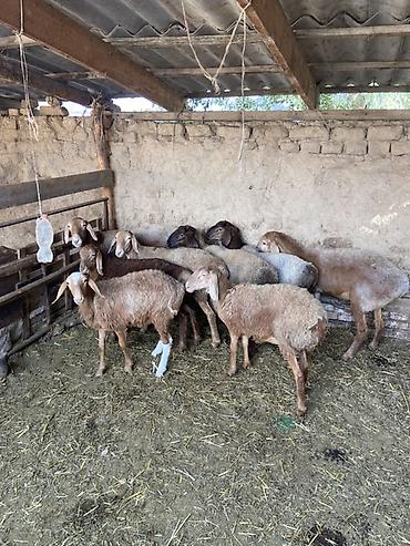 бенгальские кошки бишкек: Продаю | Овца (самка) — 3