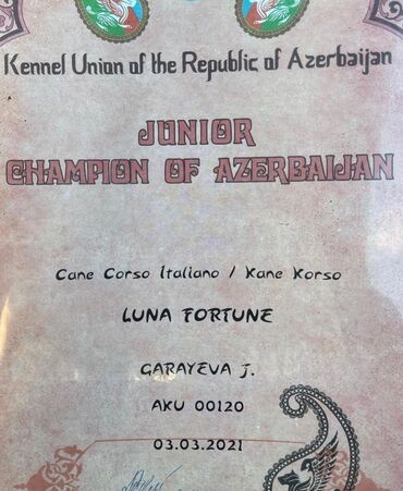 İtlər: Kane-Korso, 3 ay, Erkek, Sənədli — 12