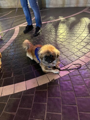 İtlər: Pekines, 1 il, Erkek, Ünvandan götürmə