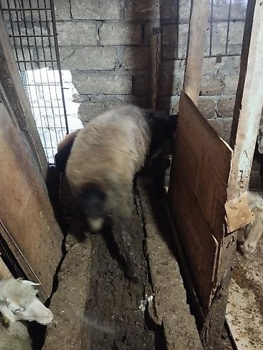 sərab çoban iti: Erkək, Qala, il: 2, Damazlıq, Ödənişli çatdırılma — 4