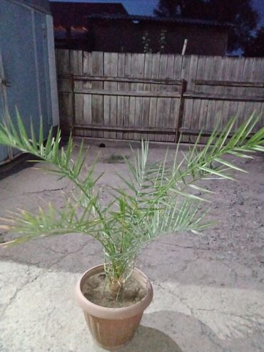 пальма финиковая: Продам финиковую пальму
