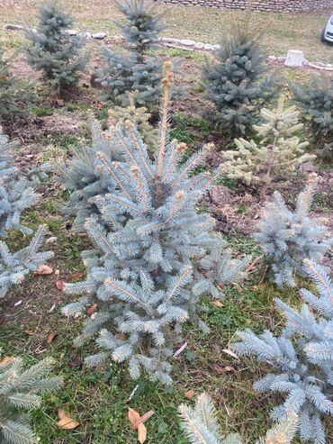 Декоративные деревья: Саженцы деревьев: Ели — 5