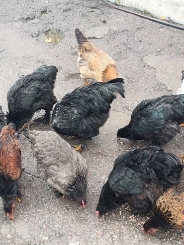 продам домик для кошки: Продаю | Куры, Петух, Цыплята