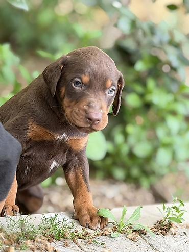 İtlər: Doberman, 1 ay, Ünvandan götürmə — 8