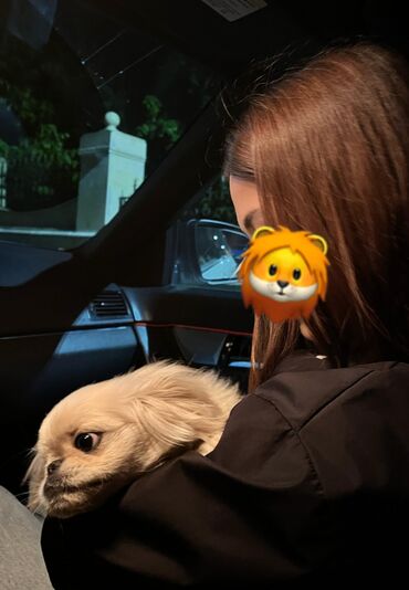 İtlər: Pekines, 8 ay, Erkek