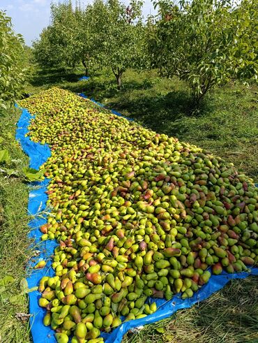 продажа продуктов питания: Груши Оптом, Самовывоз