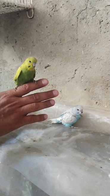 quslar haqqinda melumat: Ancaq Vatsapla narahat edin Məhsul: Dalmatin və klassik rəngli — 3